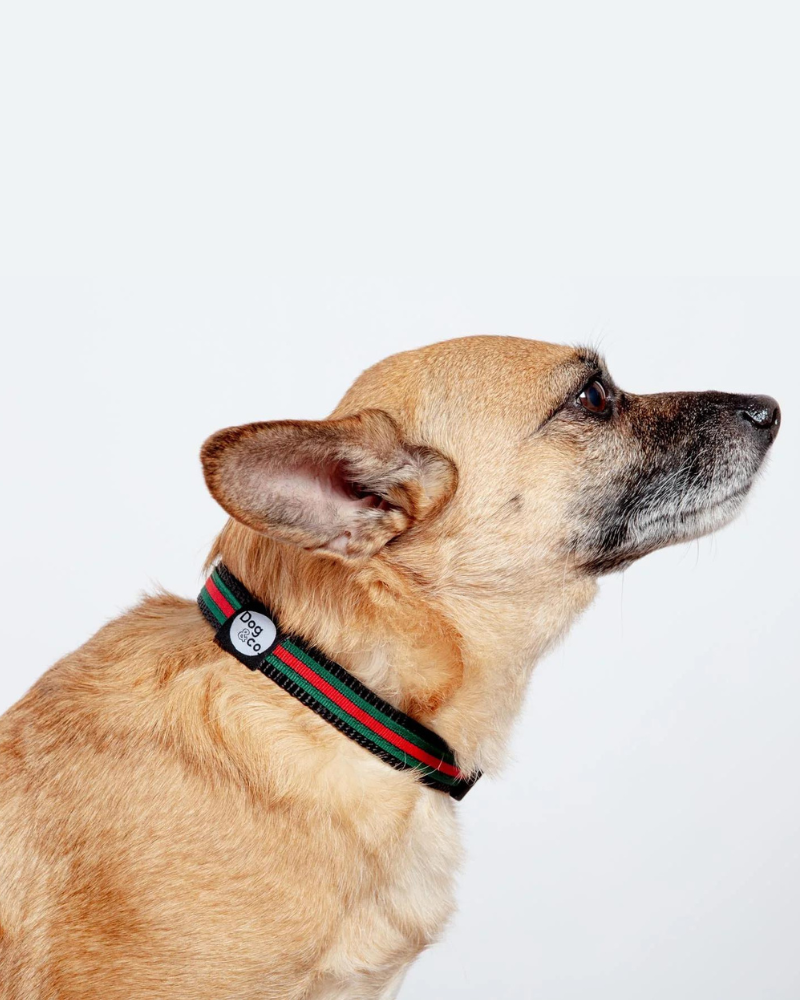 Luxe Green & Red Stripe Dog Collar (Made in NYC) WALK DOG & CO. COLLECTION   