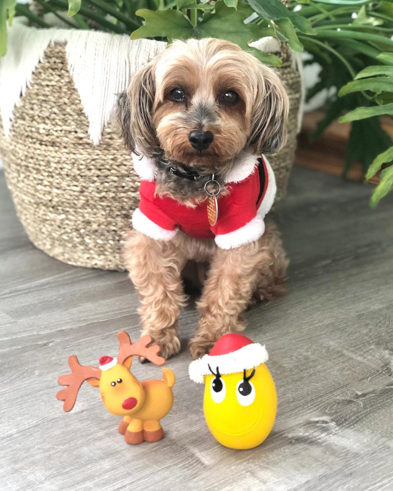 Santa Egg Latex Dog Toy (FINAL SALE) Play LANCO TOYS