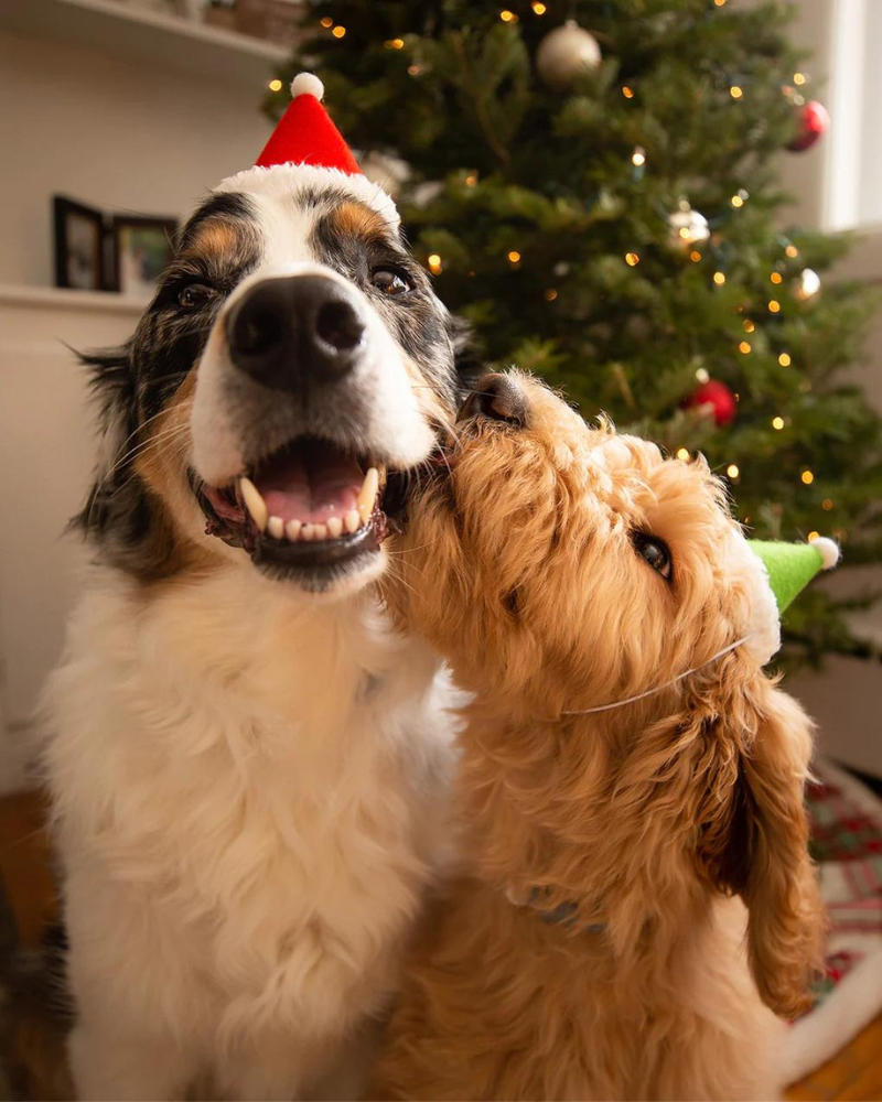 Santa Holiday Hat for Dogs & Cats (Made in the USA) Wear MODERN BEAST   