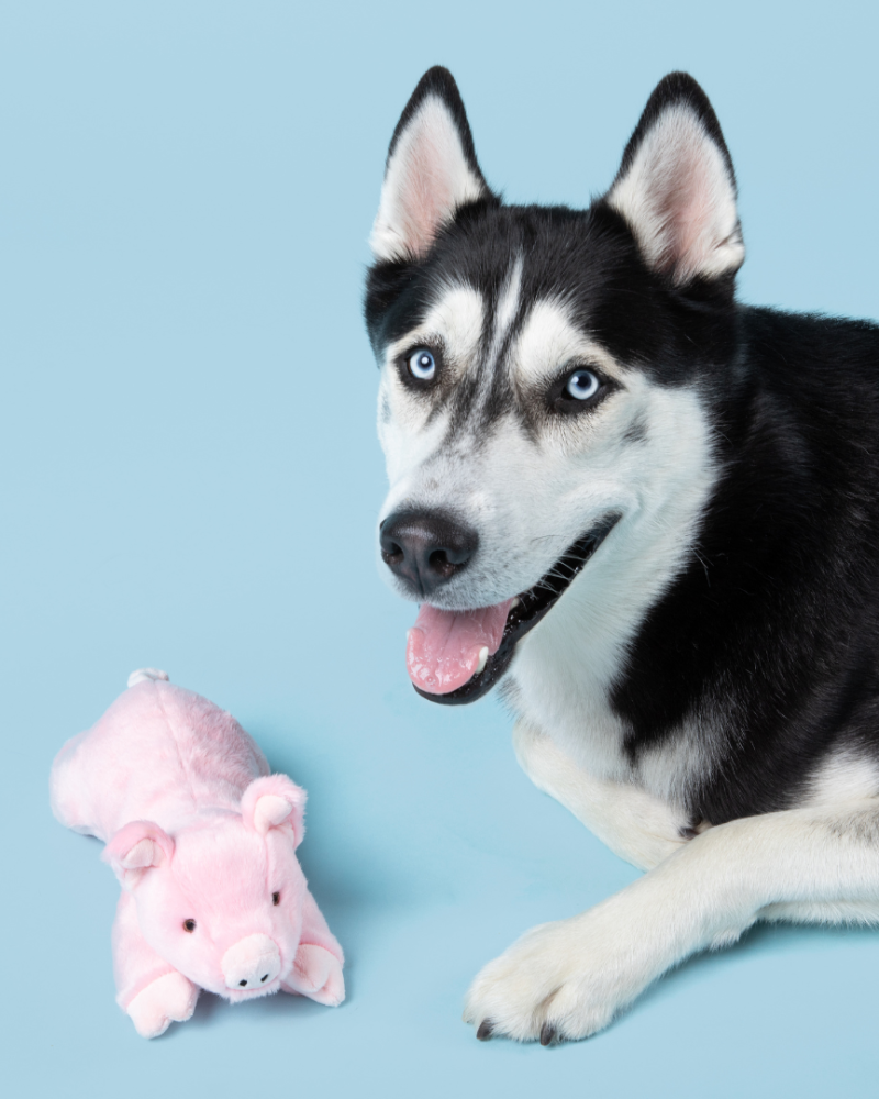 Petey Pig Plush Squeaky Dog Toy Play FLUFF & TUFF   