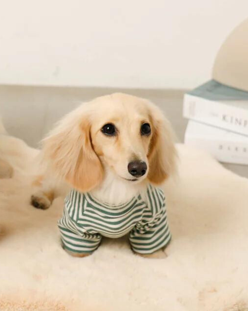High Neck Striped Dog Shirt Wear MONCHERI   