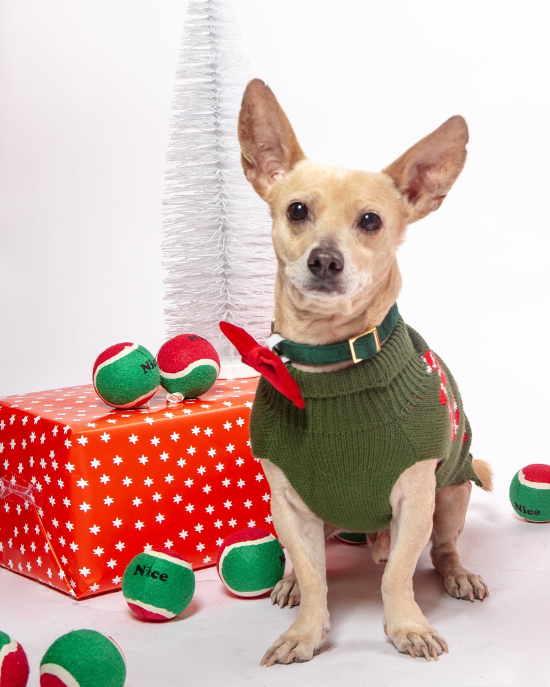 Forest Green Velvet Dog Collar (FINAL SALE)