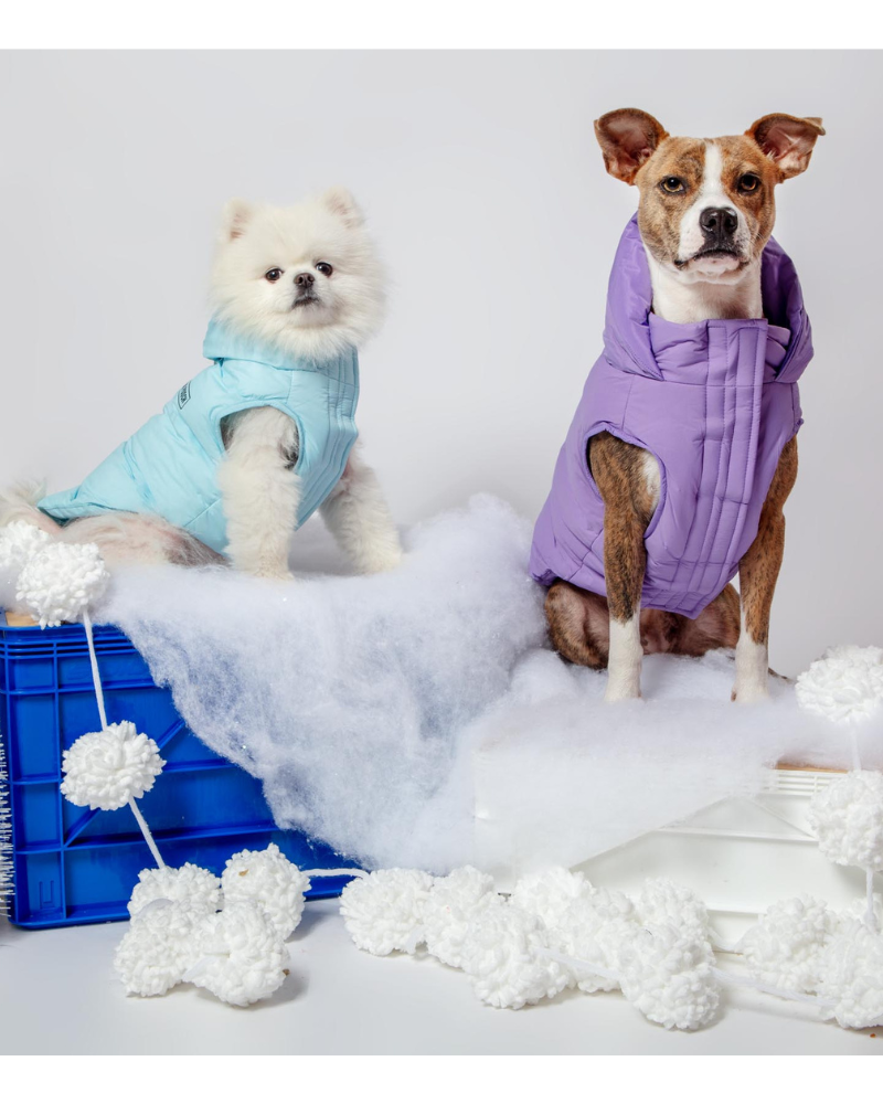 Best online dog clearance boutiques