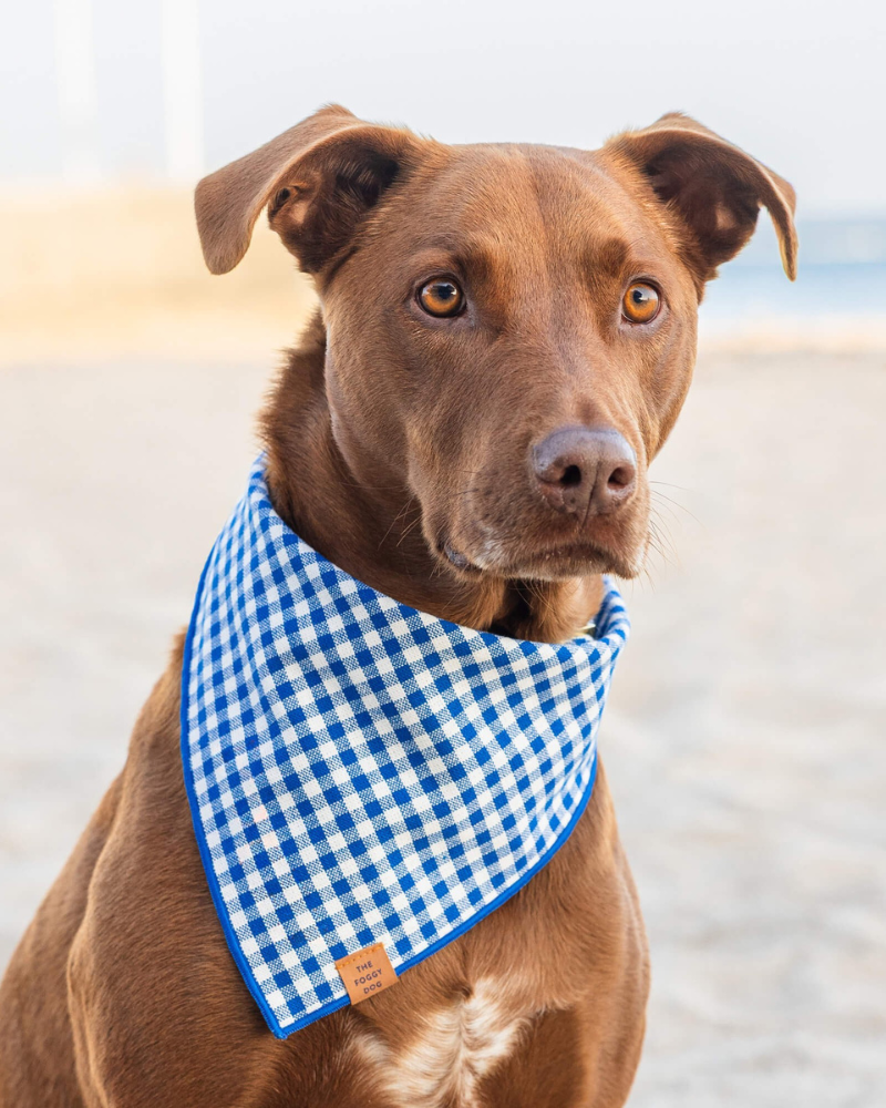 Lake Blue Gingham Dog Bandana Wear THE FOGGY DOG