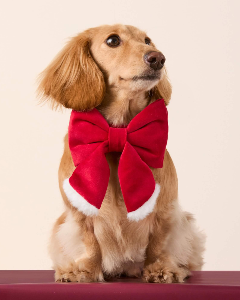 Santa Paws Red Velvet Lady Dog Bow Wear THE FOGGY DOG