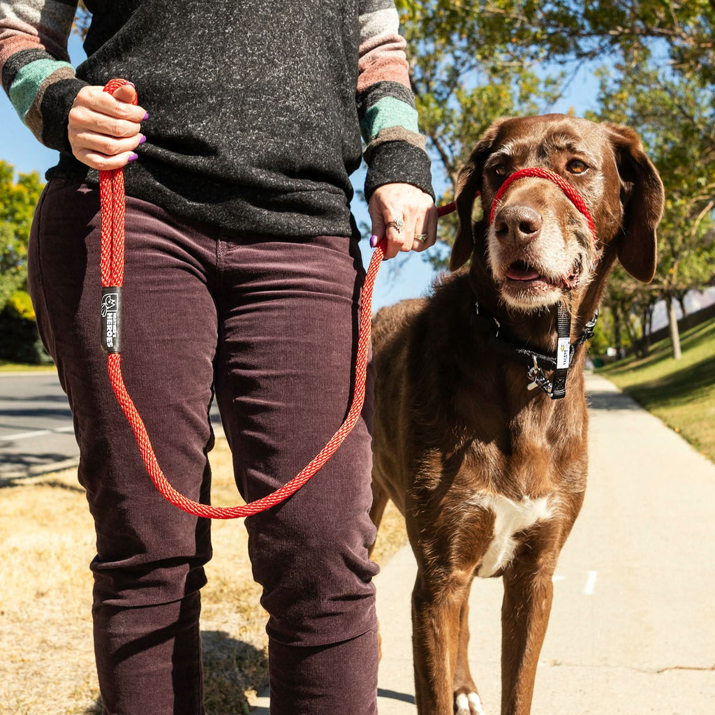 Sidekick Transitional No-Pull Leash Walk HEATHER'S HEROES