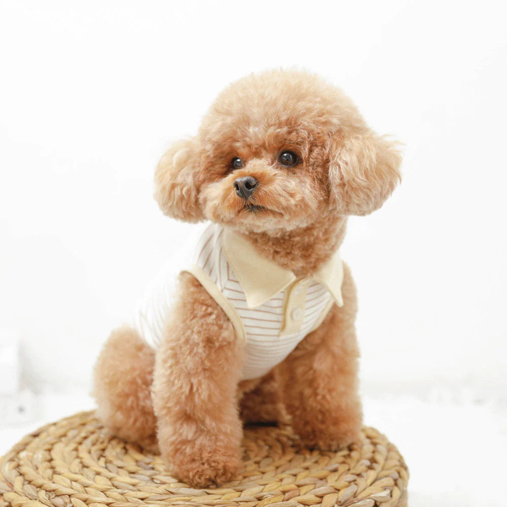 Amazon.com : moncheri Moncheri Dog Collar, Made in Japan