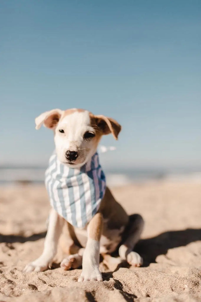 Cabana Blue Stripe Dog Bandana (FINAL SALE) Wear THE PAWS   