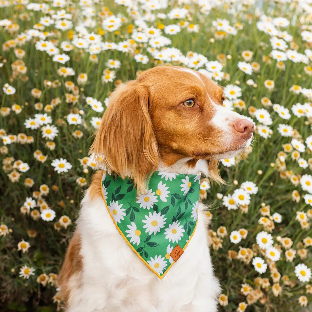 Coming Up Daisies Dog Bandana (Made in the USA) Accessories THE FOGGY DOG   