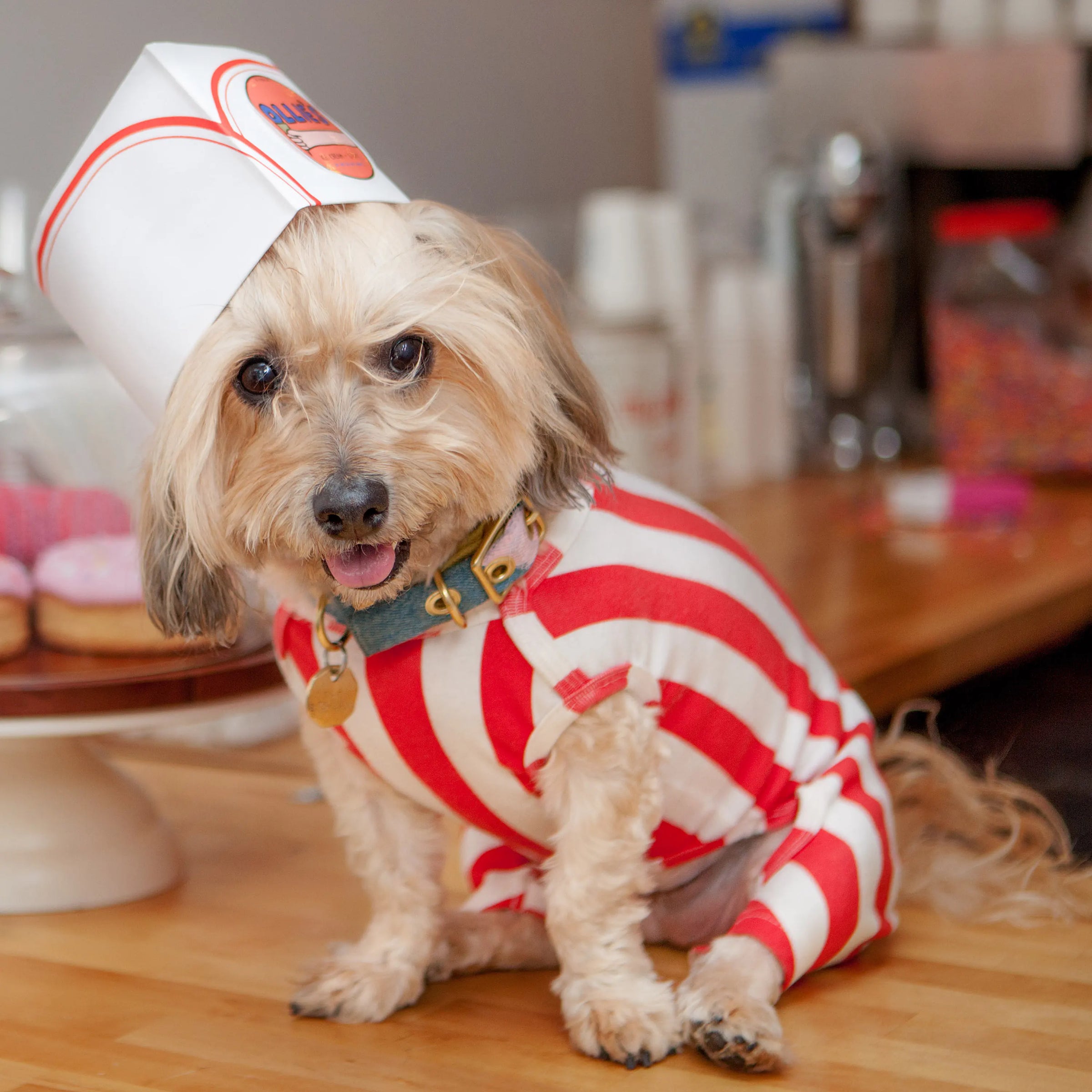 dog&co 　POINT-H Dog & Co. in San Francisco | DOG & CO.