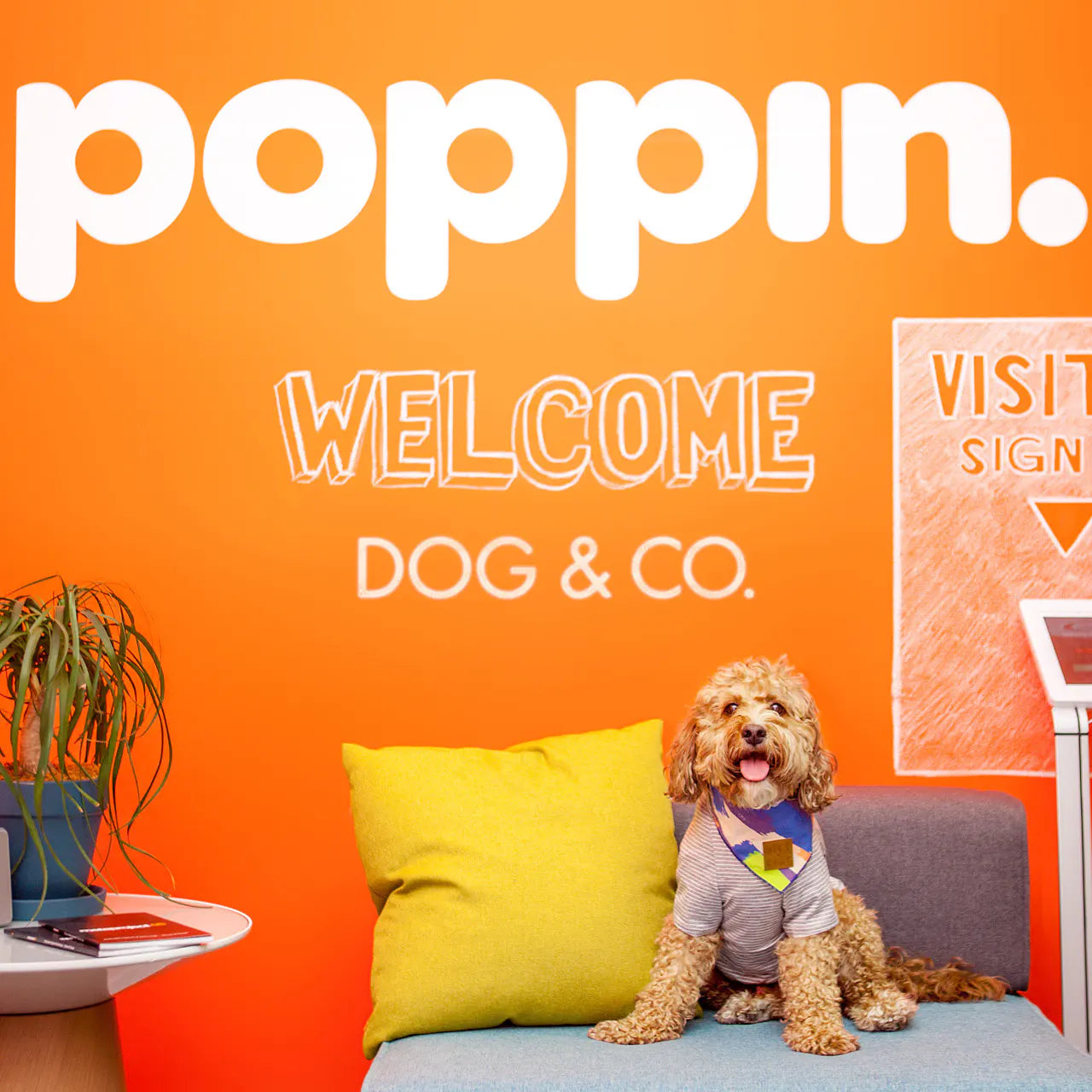 Dog & Co. in San Francisco | DOG & CO.