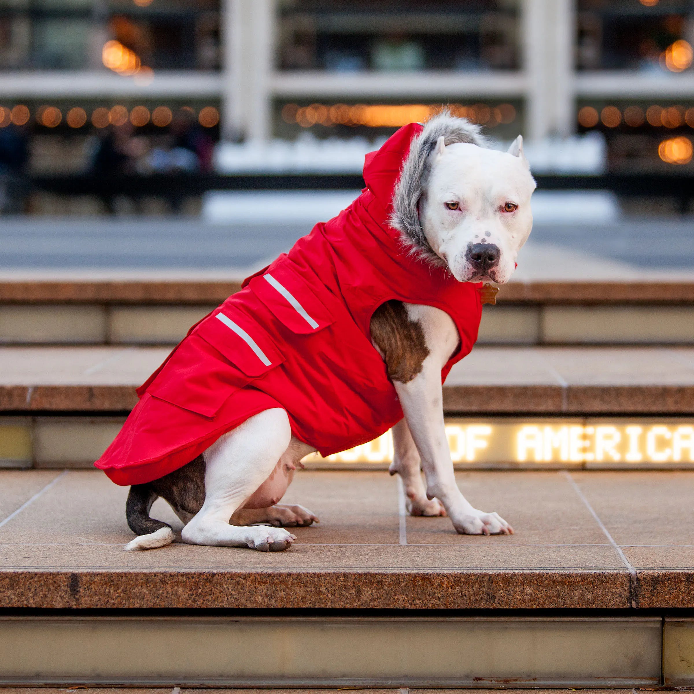 dog&co 　POINT-H dog&co POINT-H THE H.W.DOG&CO. POINT-H ブラックsize38 59㎝