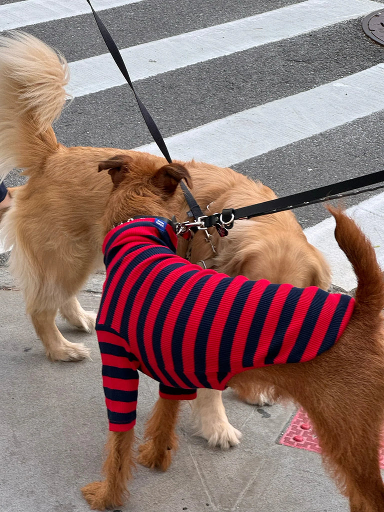 Ivy League Ribbed Dog Shirt