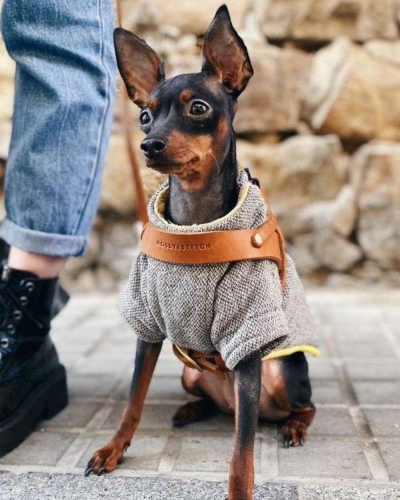 Butter Leather Dog Harness in Sahara Cognac (Made in Austria) WALK MOLLY & STITCH   