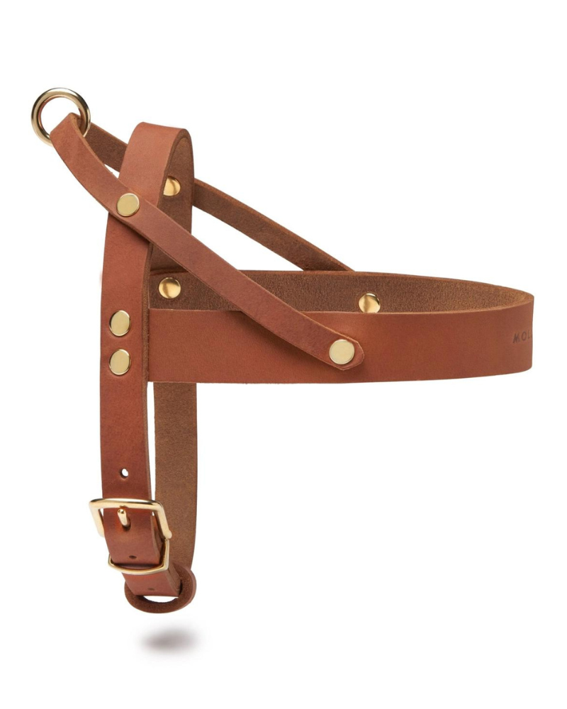 Butter Leather Dog Harness in Sahara Cognac (Made in Austria) WALK MOLLY & STITCH   