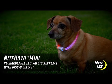 NITEHOWL® Rechargeable Led Safety Dog Necklace in Mini WALK NITE IZE