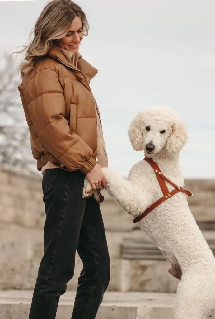 Butter Leather Dog Harness in Sahara Cognac (Made in Austria) WALK MOLLY & STITCH   