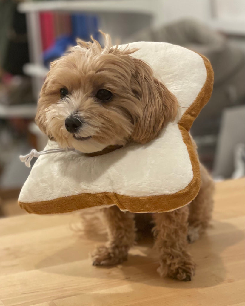 Small Dog or Cat Bread Cone Wear PAWSOME PETS   