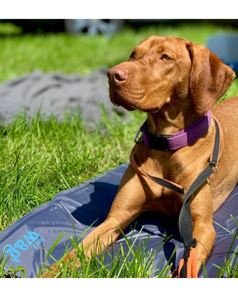 Gel Cooling Mat (for Cooler Dogs!) Dog Supplies HENRY WAG   