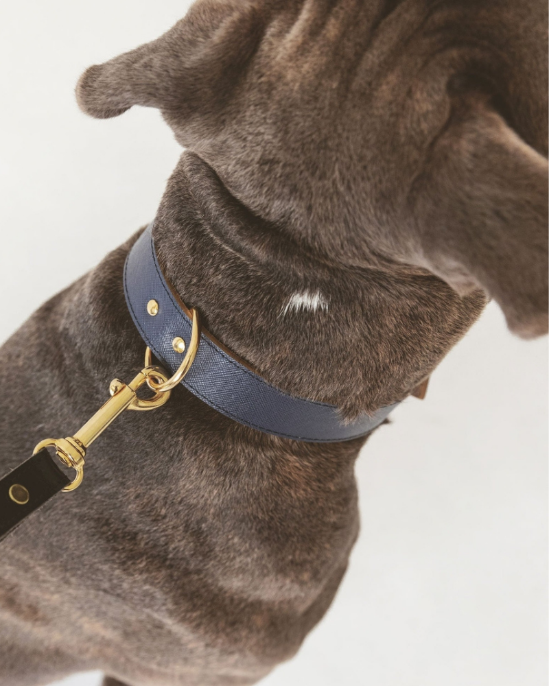 Moni Dog Collar in Navy Leather (Made in Italy) (FINAL SALE) Dog Collars BRANNI   