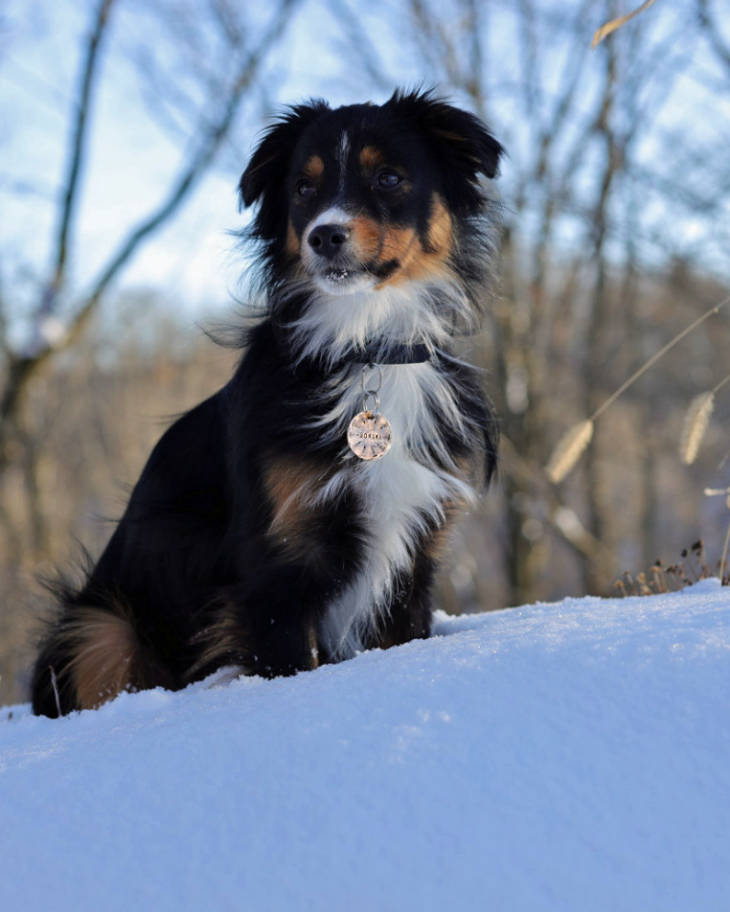 Juno Forest Custom Dog ID Tag (Custom/Drop-Ship) (Made in the USA) Wear THE COPPER POPPY   