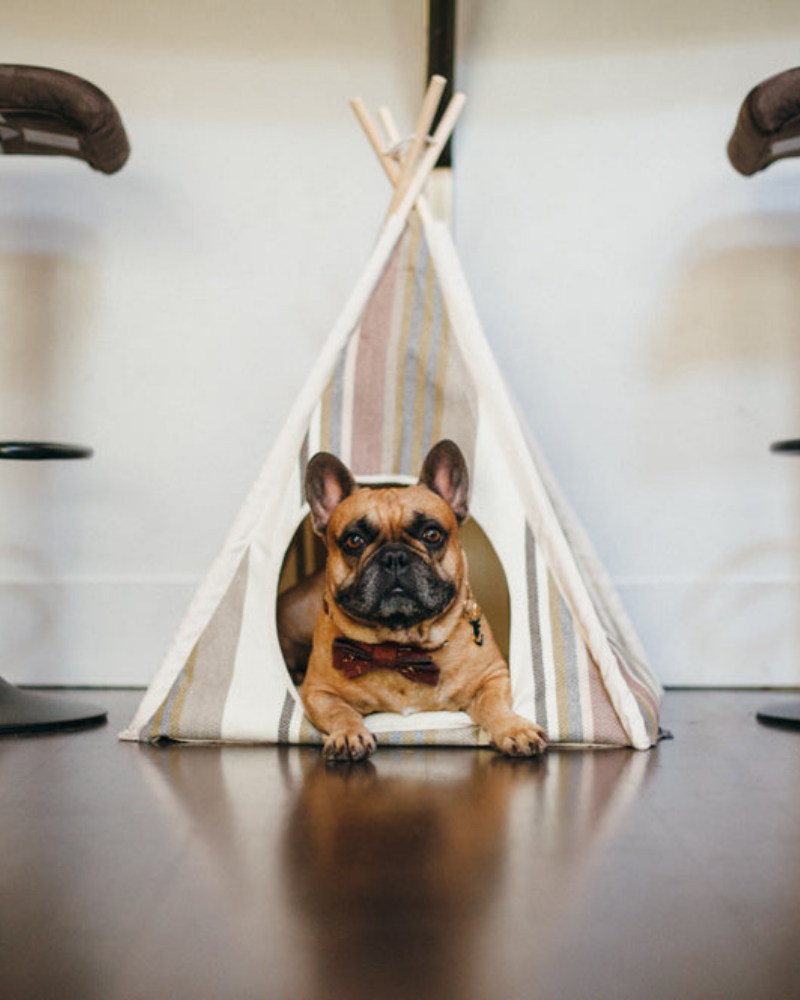 dog tipi tent P.L.A.Y | Striped Pet Teepee in Seacoast (Drop-Ship)