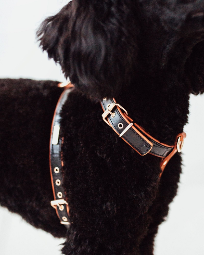 Lia Leather Dog Harness in Black Croco (Made in Italy) (FINAL SALE) Dog Supplies BRANNI   