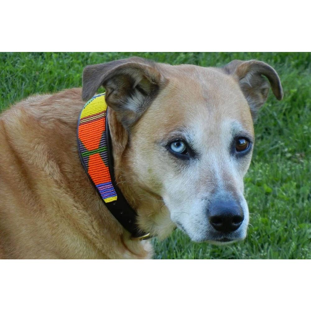 Hippo Circus Beaded Leather Dog Collar WALK THE KENYAN COLLECTION   