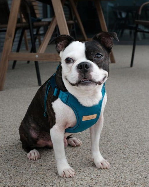 Comfort Dog Harness in Teal WALK CHARLIE'S BACKYARD   