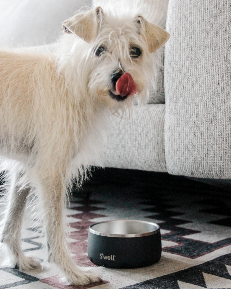 Stainless Steel Dog Bowl in Onyx Eat S'WELL   