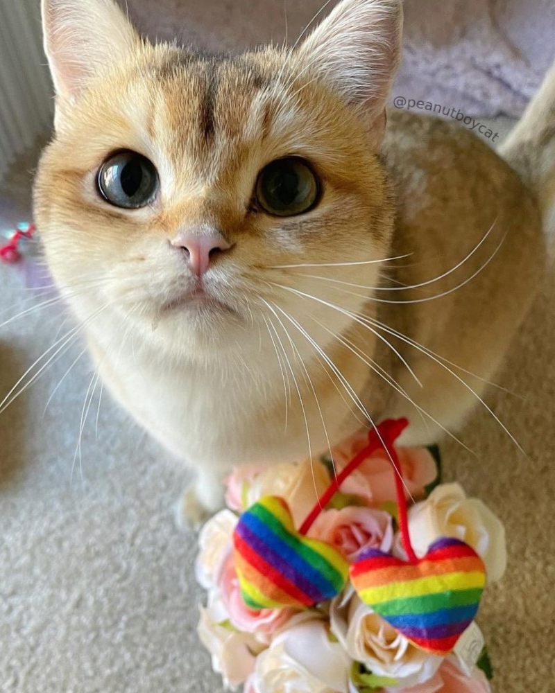 Pride Heart Strings Crinkle Plush Cat Toy w/ Catnip Play Huxley & Kent   