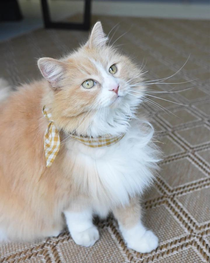 Adventure Neck-Tie In Sunny Day Gingham For Dogs & Cats<br>(Made in the USA) (FINAL SALE) Wear MODERN BEAST   