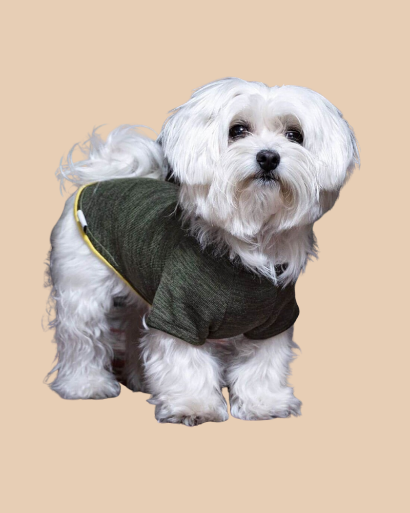 Knit Dog Sweater in Khaki Green w/ Yellow Trim (Made in Spain) (FINAL SALE) Wear GROC GROC   