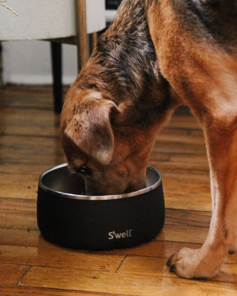 Stainless Steel Dog Bowl in Onyx Eat S'WELL   