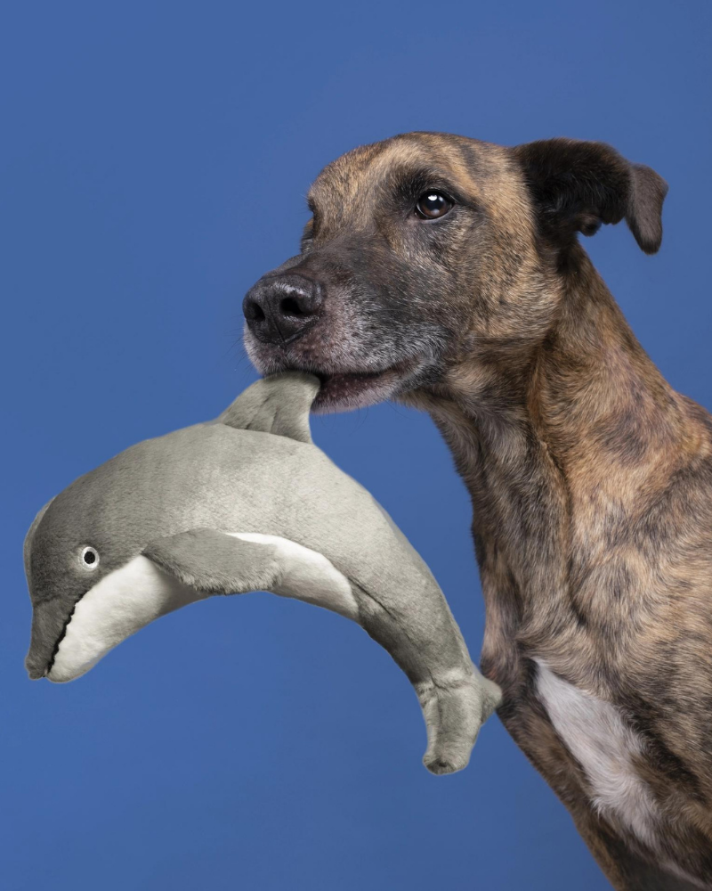 Danny The Dolphin Plush Dog Toy (FINAL SALE) Play FLUFF & TUFF   
