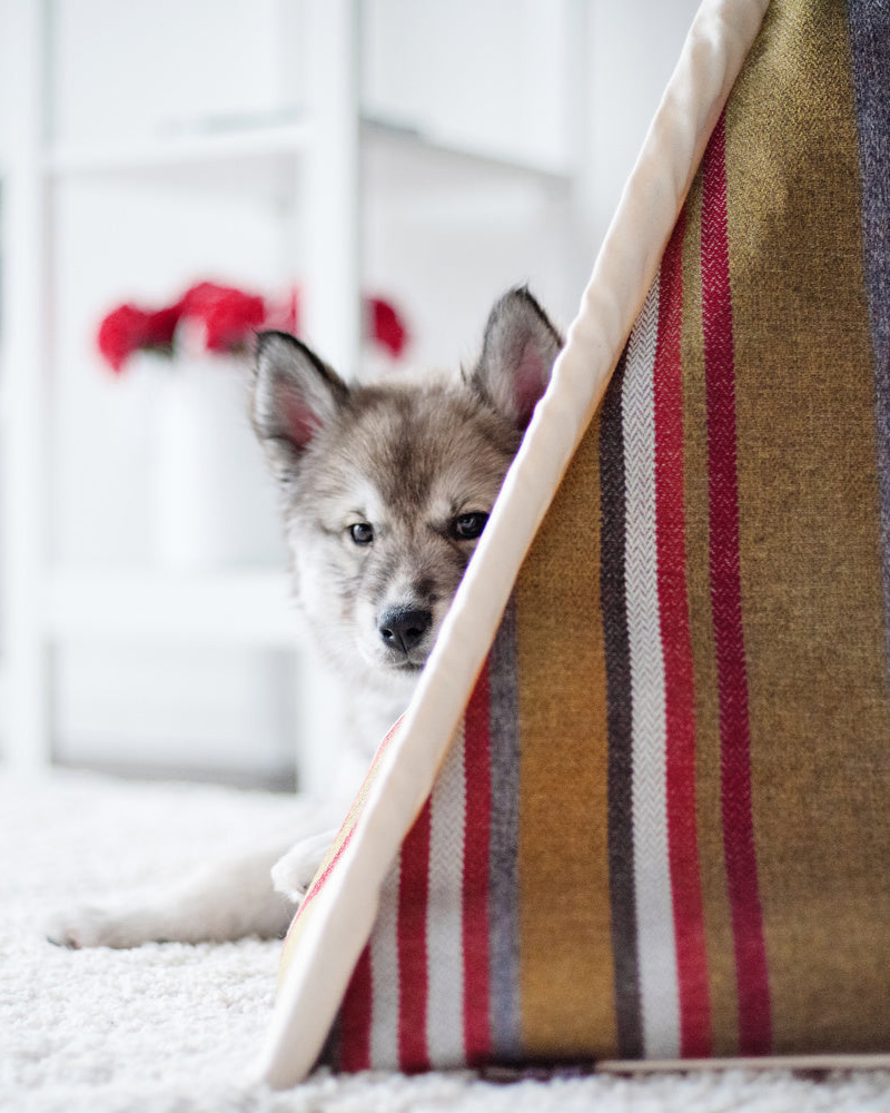 Horizon Pet Teepee in Woodland (Drop-Ship) HOME P.L.A.Y.   