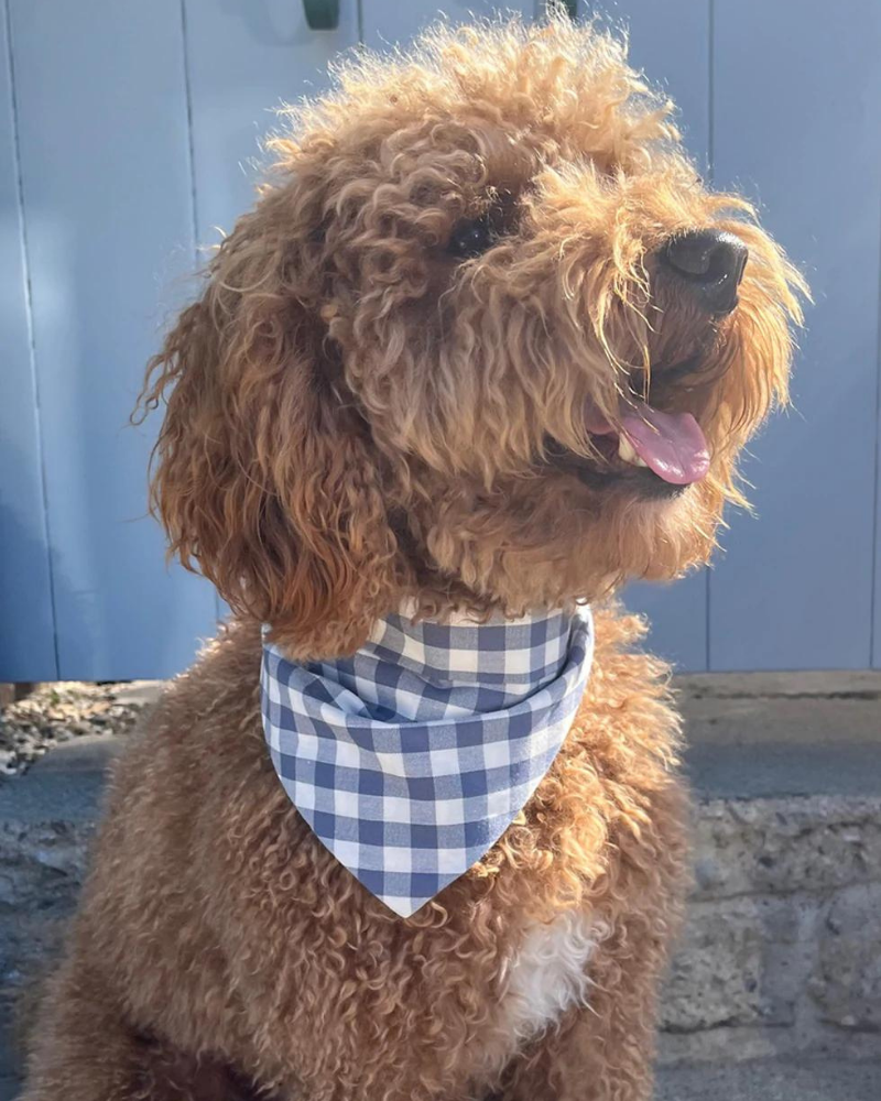 Spring Dog Bandana in Blueberry Gingham<br>(Made in the USA) (FINAL SALE) Wear MODERN BEAST   