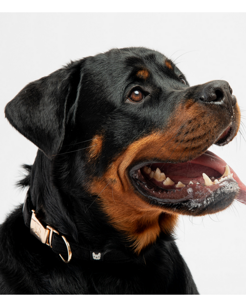 Aquafleece Water Repellant Dog Collar in Black (FINAL SALE) Walk SILVER PAW   