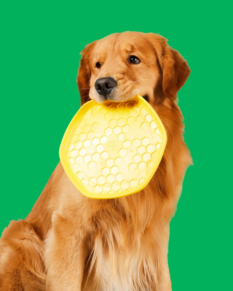 Hive 3-In-1 Dog Disc Toy (Made in the USA) Toys PROJECT HIVE PET COMPANY   