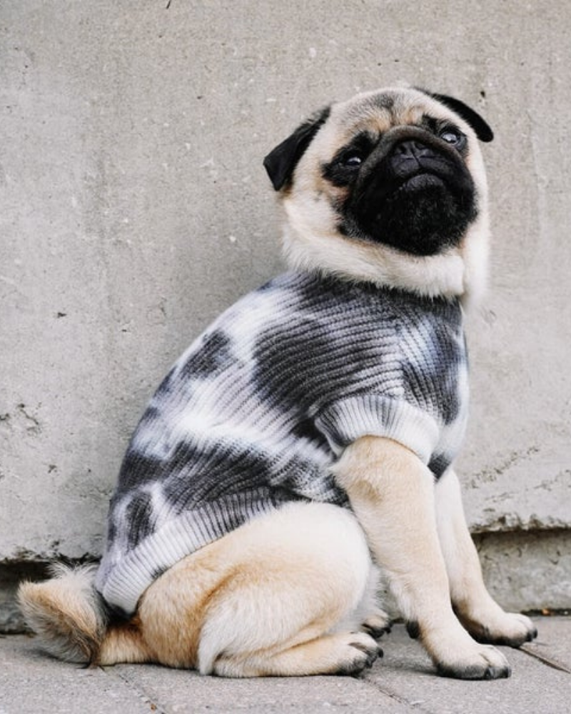 Wild Side Tie-Dye Dog Sweater << FINAL SALE >> Wear CANADA POOCH   