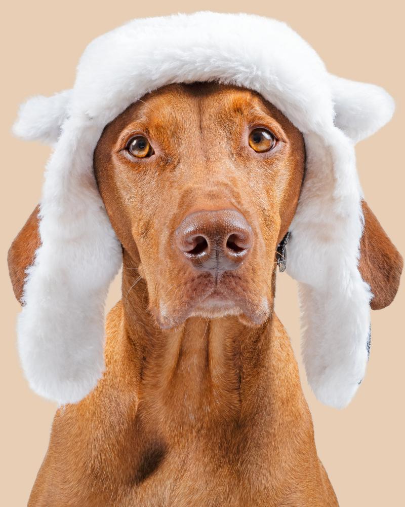 Arctic Air Aviator Dog Hat Wear CANADA POOCH   