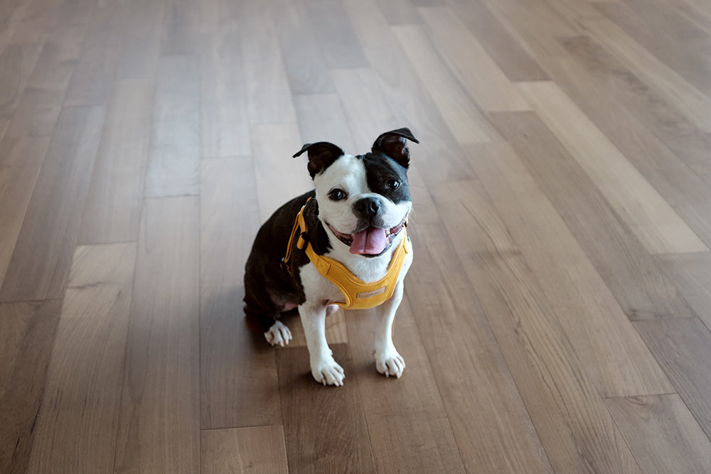 Comfort Dog Harness in Yellow WALK CHARLIE'S BACKYARD   