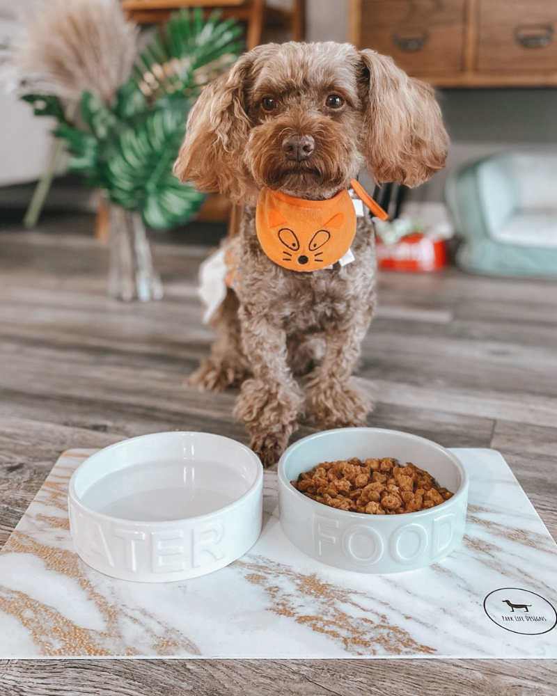 Classic Water Ceramic Pet Bowl in White Eat PARK LIFE DESIGNS   