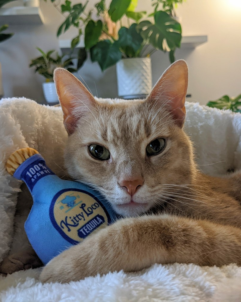 Kitty Loco Tequila Crinkle Plush Cat Toy w/ Catnip Play Huxley & Kent   