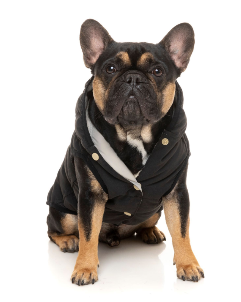 FUZZYARD | Black Aspen Puffer Dog Jacket | DOG & CO.