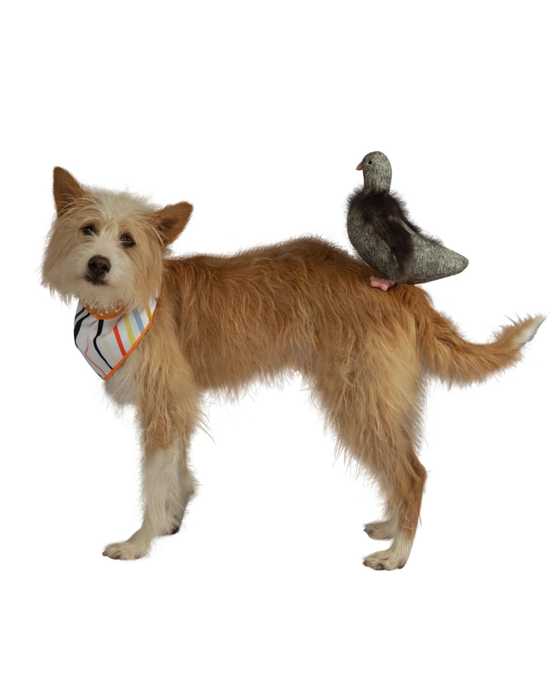 Pecky Pigeon Squeaky Dog Toy Play MANHATTAN TOY   