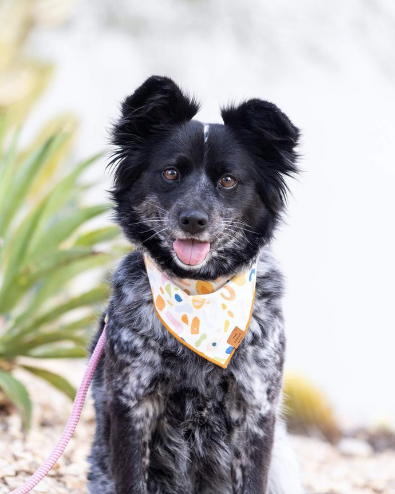 Alja Horvat Terrazzo Dog Bandana (Made in the USA) Wear THE FOGGY DOG   