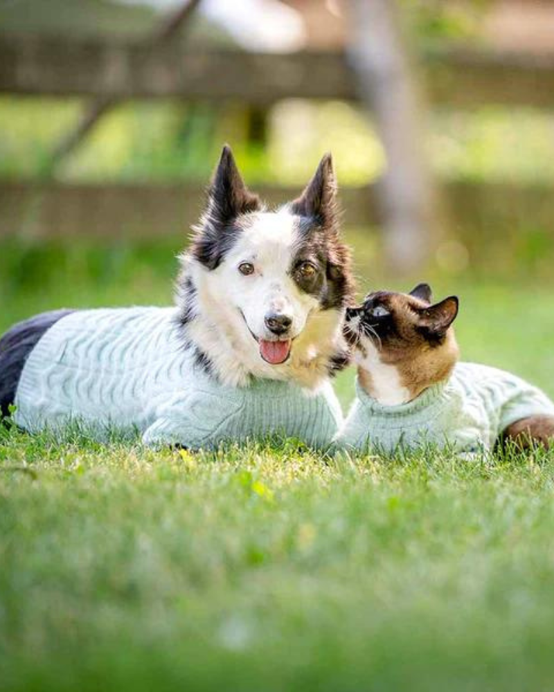 Fuzzy Knit Dog Turtleneck Sweater in Heathered Jade Wear BLUEBERRY PET   