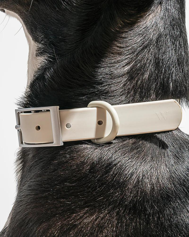 Modern Dog Collar in Gray WALK WILD ONE   