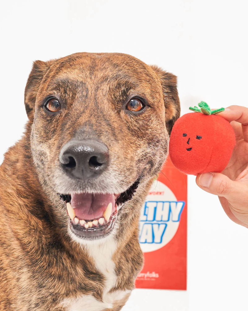 Cherry Tomato Nose Work & Tug Dog Toy Play THE FURRYFOLKS   